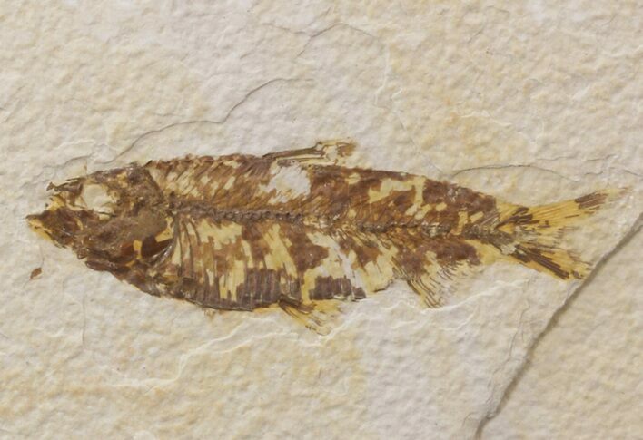 Bargain Knightia Fossil Fish - Wyoming #39673